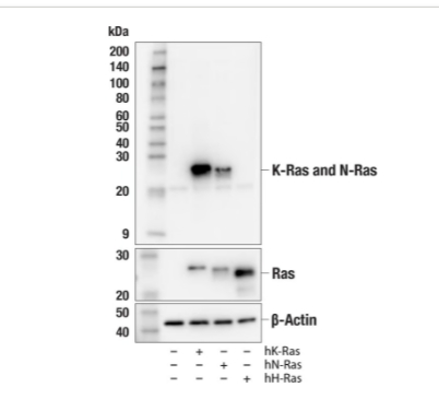 k-ras（e2m9g）兔子mab＃71835
