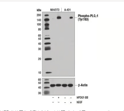 Phospho-EGF受体途径抗体采样器试剂盒＃9789