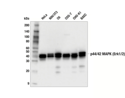 P44/42 MAPK（ERK1/2）（137F5）Rabbit Mab＃4695