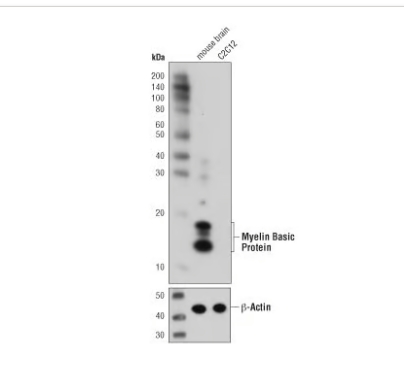 髓磷脂碱性蛋白（D8X4Q）XP兔子mab＃78896