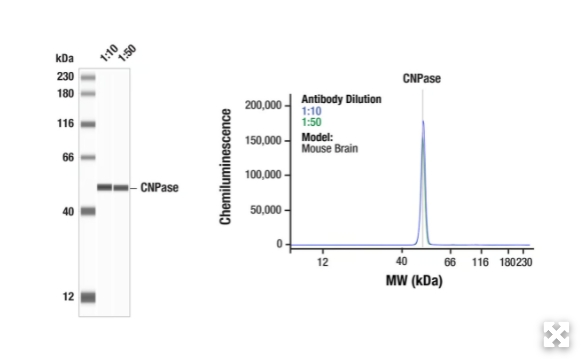 CNPase（D83E10）XP兔子mab＃5664