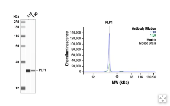 PLP1（E9V1N）RABBIT MAB＃28702