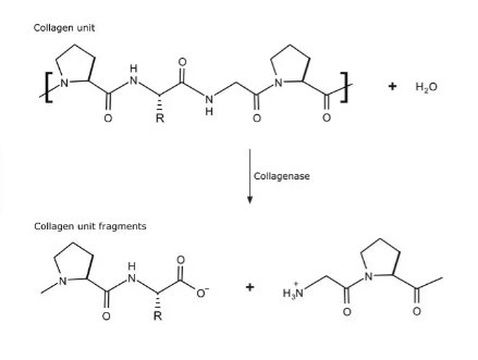 胶原酶 来源于溶组织梭菌
