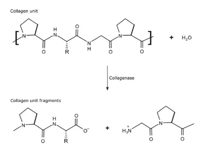 胶原酶 来源于溶组织梭菌