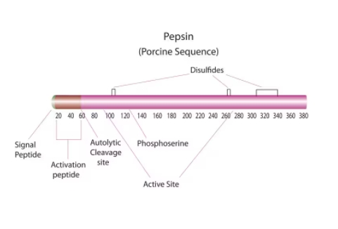 胃蛋白酶 来源于猪胃粘膜