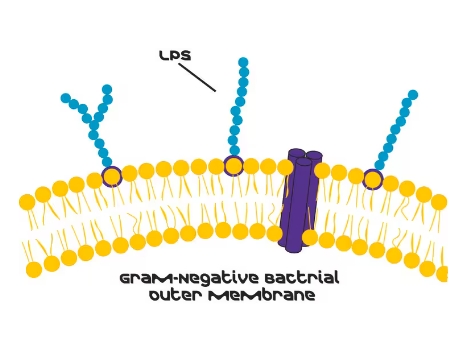 脂多糖 来源于大肠杆菌 0111:B4