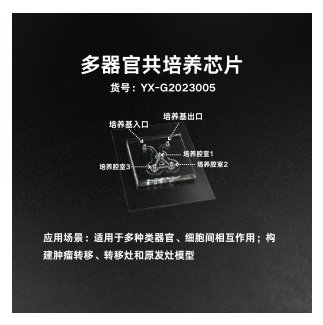 多器官共培养芯片