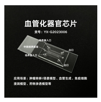 血管化器官芯片