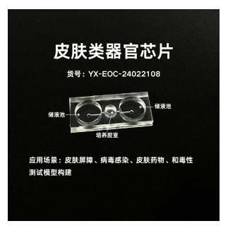 皮肤器官芯片