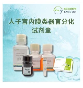 人子宫内膜类器官分化试剂盒（Human Endometrium Organoid Differentiation Kit）