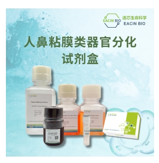 人鼻粘膜类器官培养分化试剂盒（Human Nasal Mucosal Organoid Culture Differentiation Kit ）